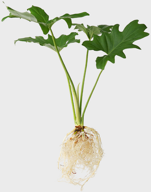 메이크정글 잔여물 걱정 없는 수경재배 흙 세척 식물 모음, 호프셀렘(중품), 1개