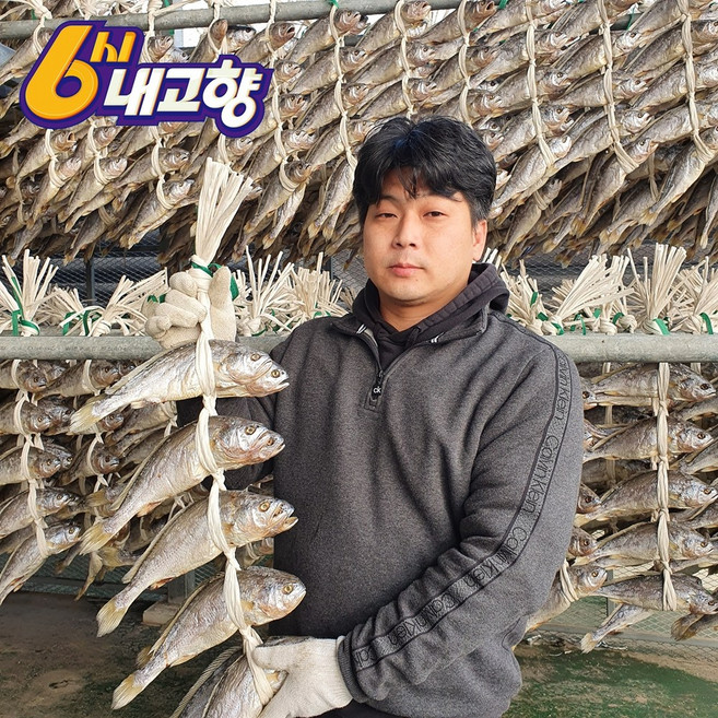 영광 법성포 보리굴비 5마리 10마리, 5개, [고급선물용] 대 29~30cm