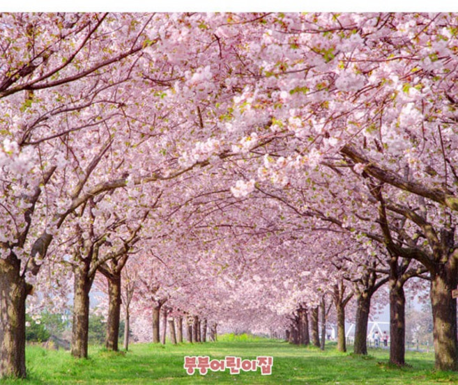 [파티붕붕] D4189 벚꽃 현수막 / 어린이집 유치원 봄 꽃배경 포토존 현수막 제작, 펀치상단2개