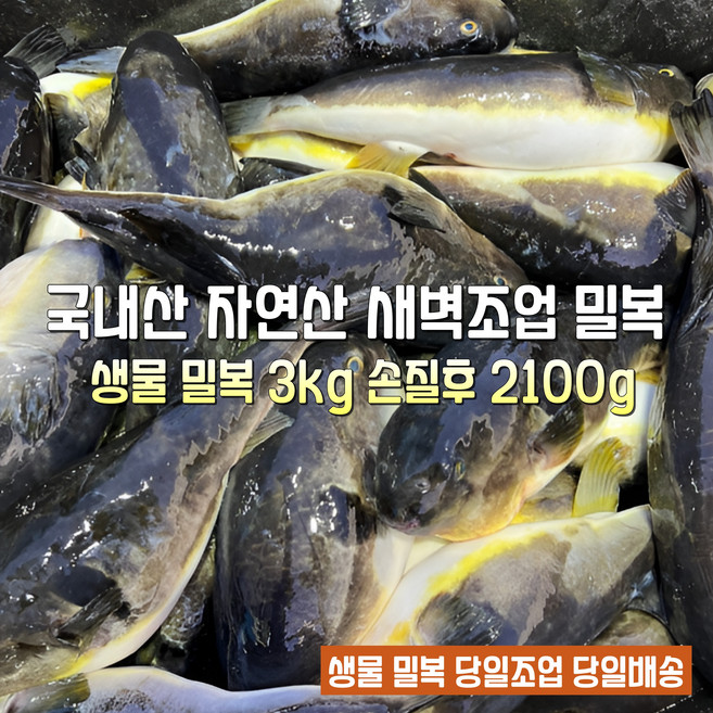 [산지직송] 국내산 자연산 새벽조업 당일손질 동해 고성. 속초 생물참복어 생물밀복어 생물까치복어 선물용 가정용, 1박스, 새벽조업 당일손질 생물밀복어 손질후 2.1kg 내외
