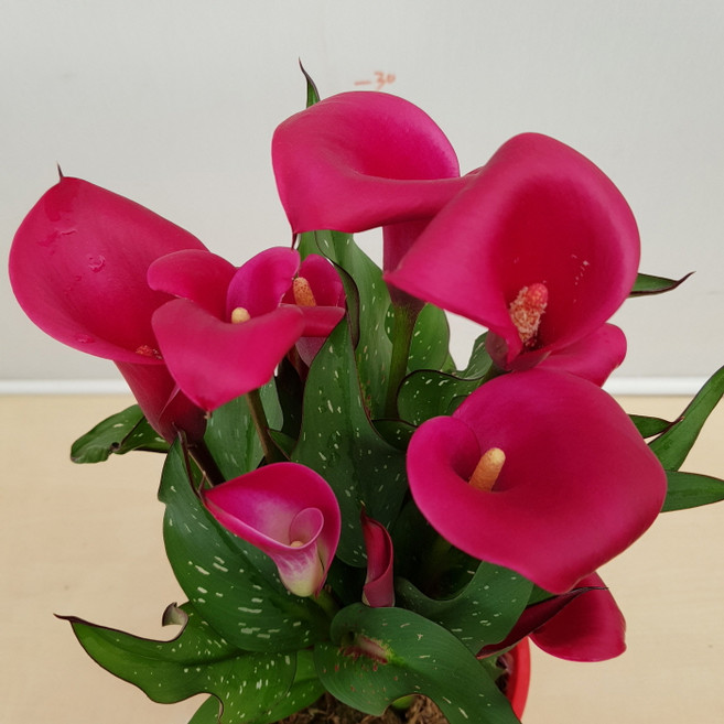 [용이네 화원] 고급진 명품 진핑크 버건디 카라 250 화원 농원, 1개