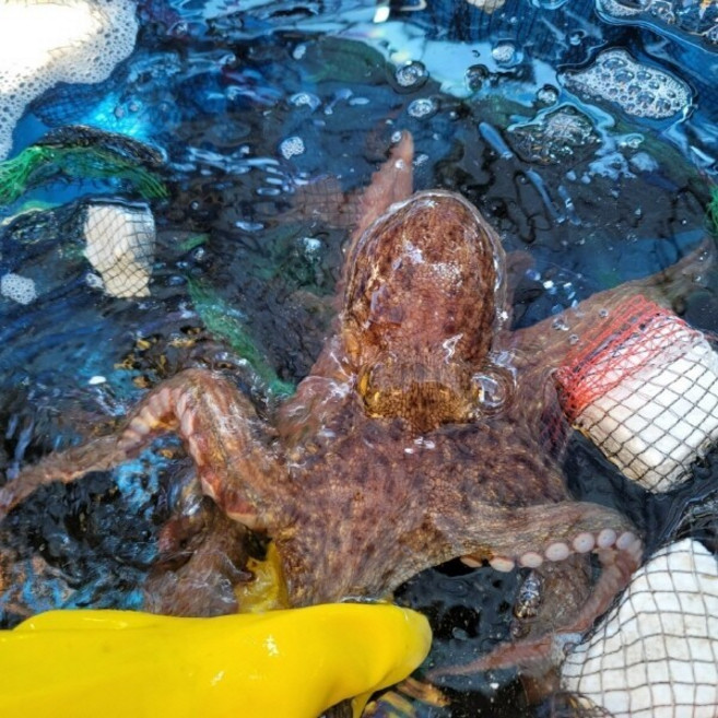 남해 자연산 활 돌문어 1kg 1마리 제수용 문어, 1개