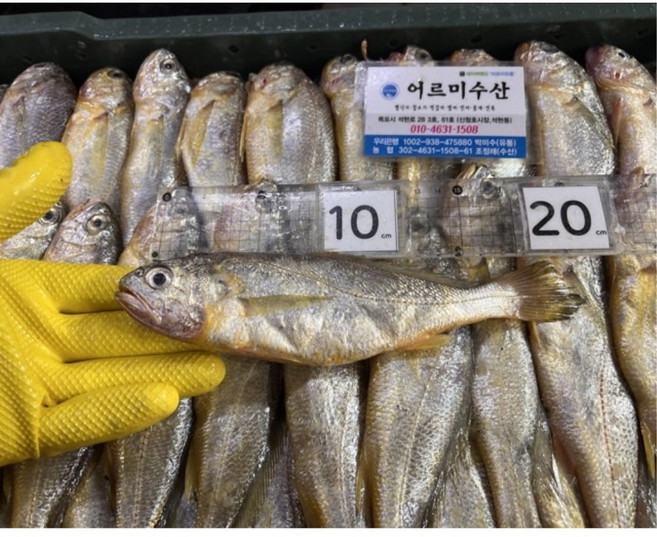 생물 목포 참조기, 1개, A급 파조기 20~21cm 10마리