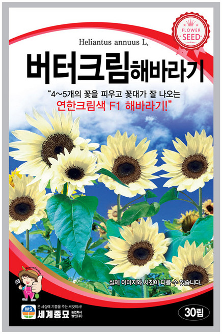 모칸도 (무배)세계 버터크림해바라기 꽃씨 (30립), 1개