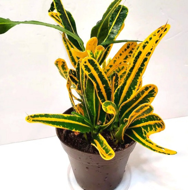 바나나크로톤 거실 그늘 음지 화초 화분 키우기 실내공기정화식물 관엽, 1개