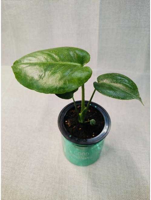 大欣園藝 龜背芋 蔓綠絨 室內觀葉植物 吸水盆栽, 1個, 白泉黃金葛-(水盆組)