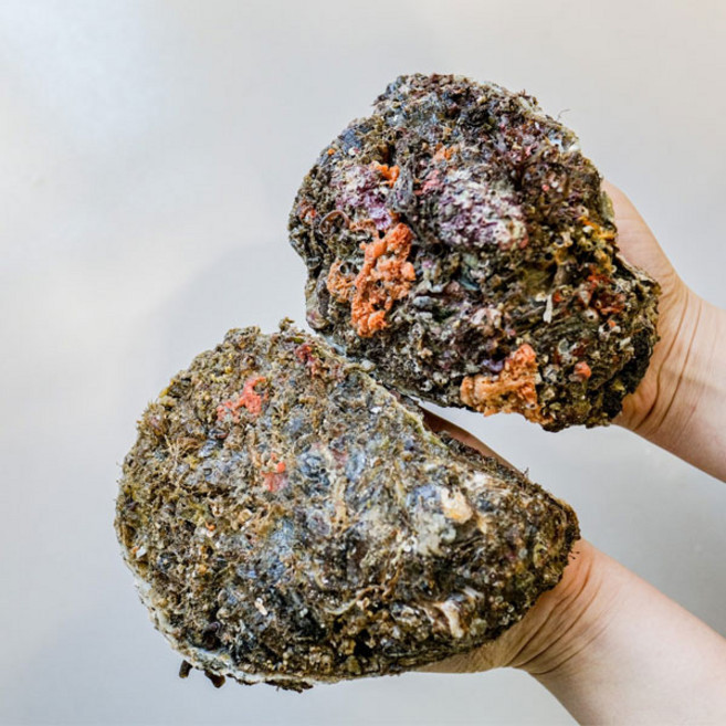 제철 바위굴 1kg, 1개