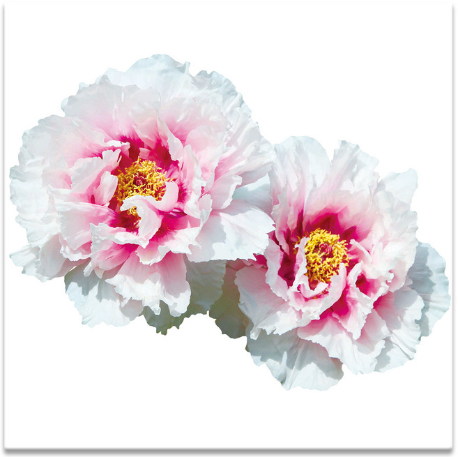 모란꽃 33종 돈들어오는 그림 한국화 캔버스액자 인테리어액자 거실액자 침실액자, 모란꽃17