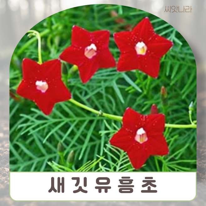 (씨앗나라) 새깃유홍초 레드(빨강) 씨앗 25립, 1개