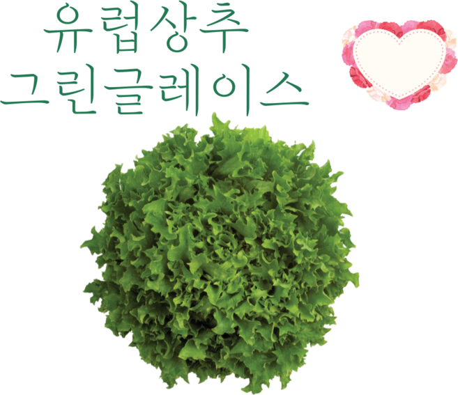 그린글레이스 상추 100립 [26년포장] 유럽상추 씨앗 멀티리프 타입 상추 종자