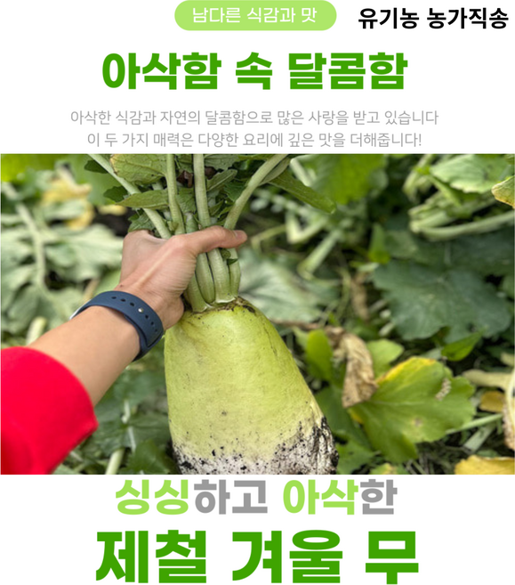 [제주 월동무] 친환경 유기농 제주 무/ 제주 흙 월동무/ 영양가 많은 제주 저장 무, 1개, 5kg