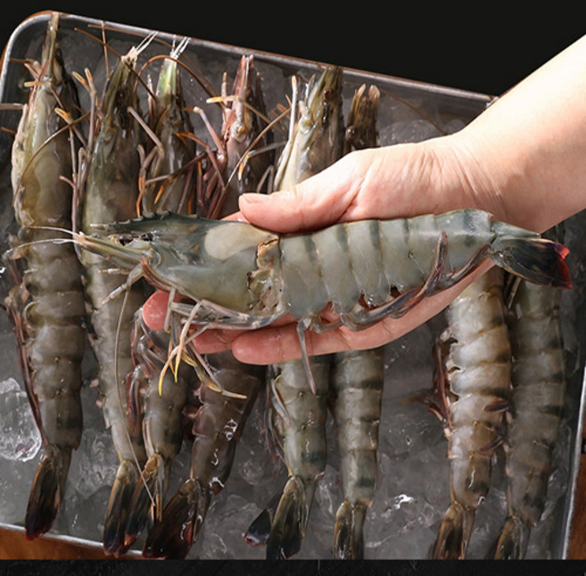 -45도 급속냉동 킹 블랙타이거 새우 선물 캠핑, 10미+10미, 1세트