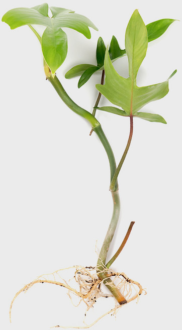 메이크정글 흙 없이 키우기 쉬운 수경재배 흙 세척 식물 모음, 플로리다뷰티