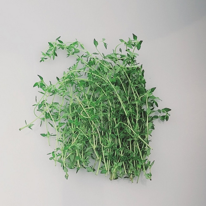 쉐프의정원 농장에서 바로 타임 허브 생잎 10g 100g, 타임 10g, 1