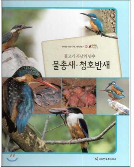 올빼미 자연관찰 64 물고기 사냥의 명수 물총새 청호반새 (조류), 한국슈타이너