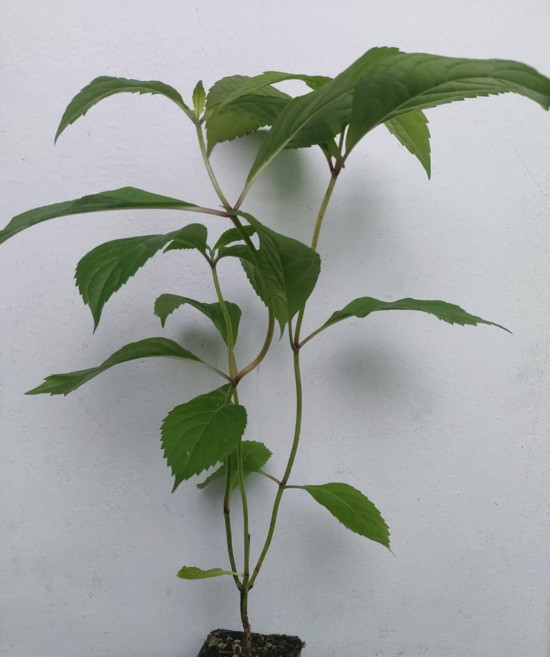 천연 감로차 이슬차 국산 토종 차수국 묘목 소, 300g, 1개, 1개입