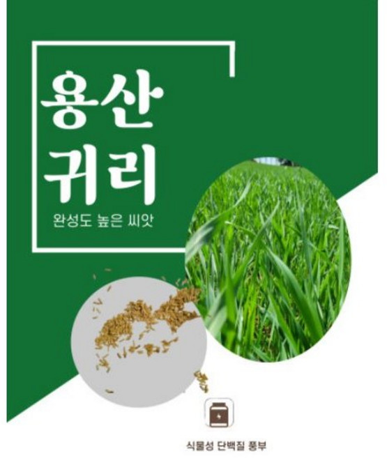 새싹 귀리 씨앗 새싹귀리 씨 종자 30g 국내산, 유기농 쌀귀리 씨앗, 1개