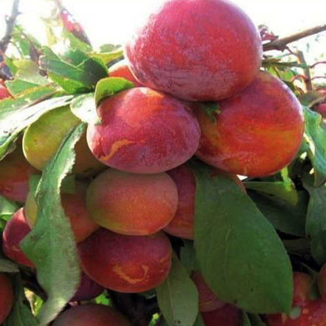 자두나무 묘목 - 로얄대석 R4cm 결실주(분) 1개, 로얄대석 자두나무 분묘 4년생 결실주