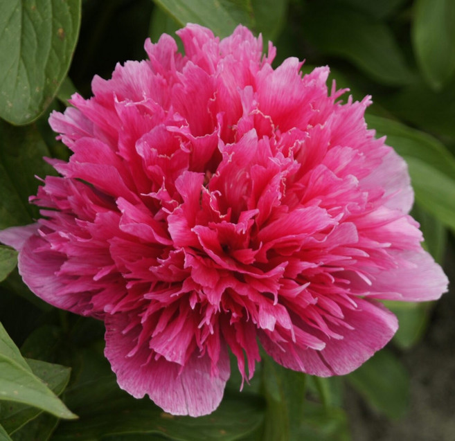 유럽 수입 작약 구근 숙근 48종중 택1 큰꽃 향기나는꽃 개화주, 4번 대부귀