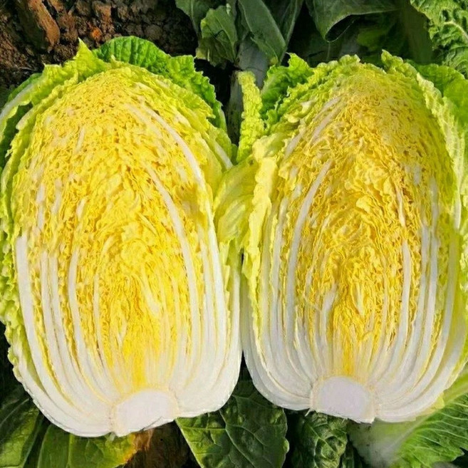 해남 절임배추 10kg 산지직송 HACCP, 단품, 단품