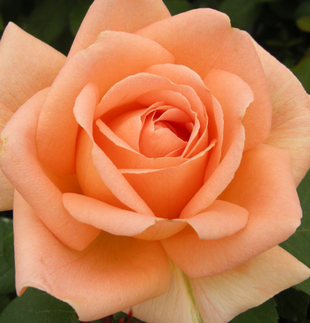 <경기농원>유럽 사계장미 독일 장미묘목 다양한 품종보유, 유메