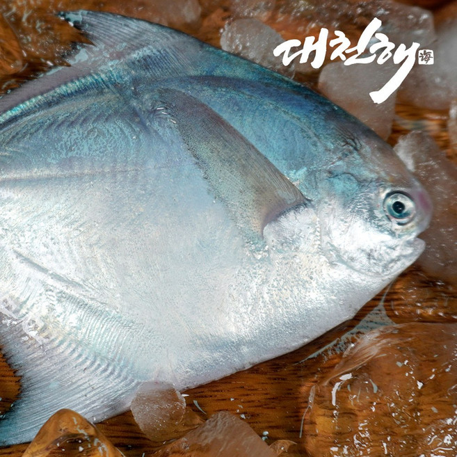 대천해 국내산 구이 조림용 병어 1kg (7~12미 내외), 3개, 350g