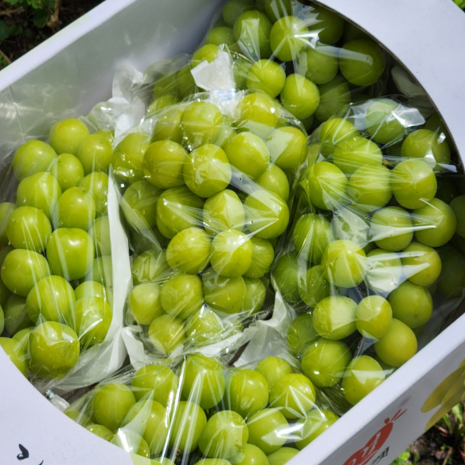 요즘과일 프리미엄 특품 고당도 신선보장 샤인머스켓, 1개, 1kg (특품 2~3수)