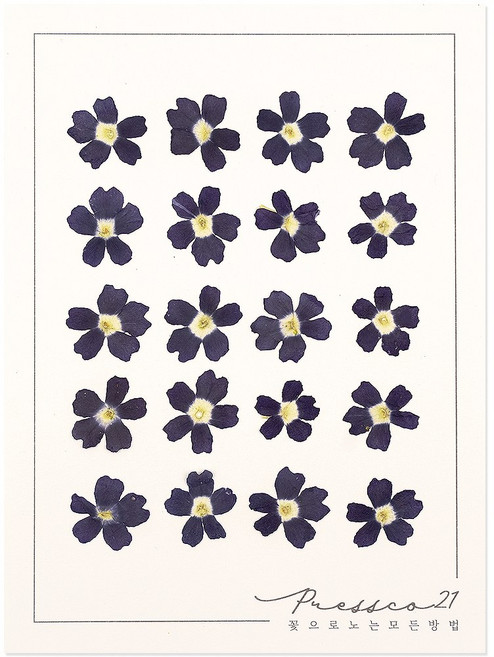 프레스코21 압화 꽃송이 버베나(파랑) 20p