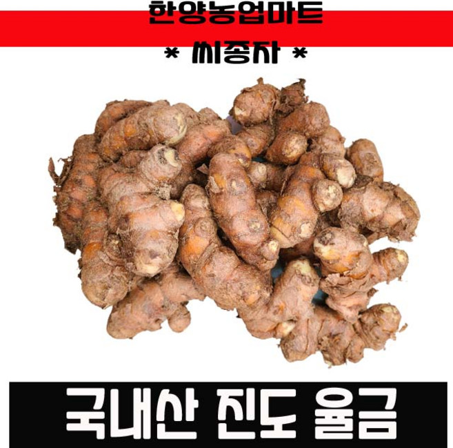 강황종자 율금종자 울금종근 강황종근 씨앗 울금 종근 종자, 1kg, 1개