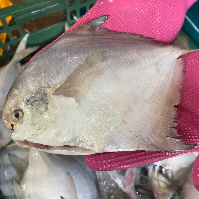 싱싱햇 횟감 생물 병어 병어회 냉동 손질병어 병치, 1세트, 1kg(8미내외), 비손질 생물