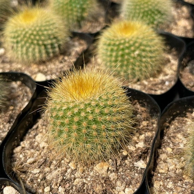 금황환 황금빛 선인장 미니포트 다육이 반려식물 국민다육이