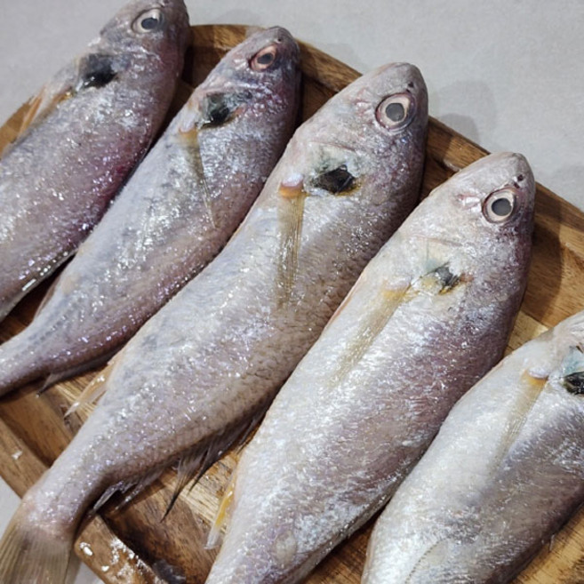 생물 백조기 1kg(7~12미 내외), 1개, 1kg