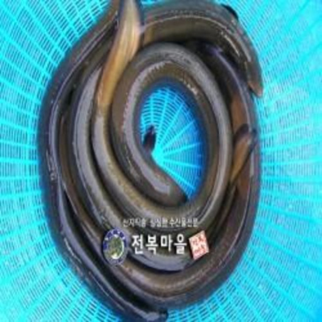 자연산민물장어 뱀장어 1마리 자연산장어 자연산 민물장어 장어즙 중탕 장어구이 (조업당일 발송상품), 1개, 자연산민물장어 (500g내외) 1마리