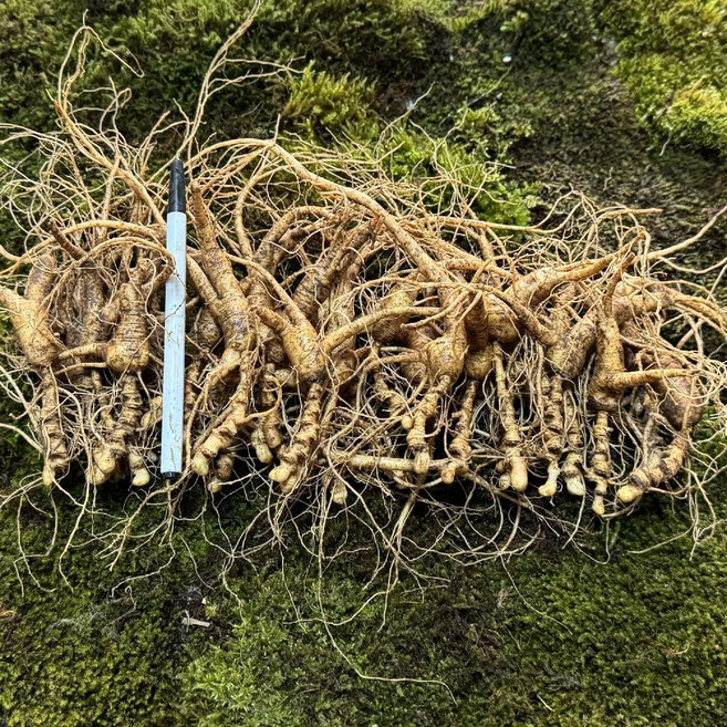 15년근 백두산산삼 임하삼 장뇌삼 파삼 장백산 산양산삼 산양삼 파지삼 산양삼못난이 200g