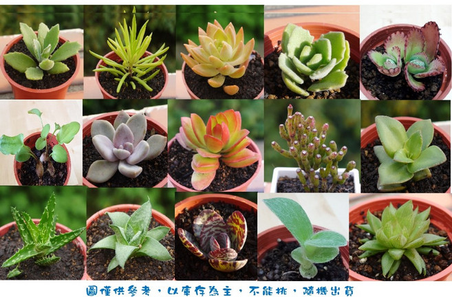 花樣渼栽盆栽生活館 3寸多肉盆栽 仙人掌 療癒植物 (隨機出貨), 1個, 買3送一
