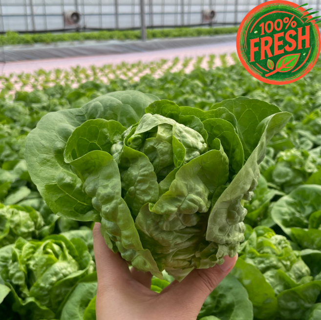 [신선도보장] 당일수확 유러피안 샐러드 모둠채소 1kg 야채 채소 4종 믹스 버터헤드/로메인/카이피라/프릴아이스, 1개, 800g