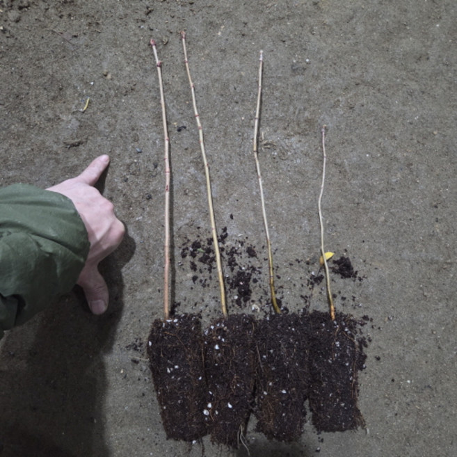 (나무85) 마가목 묘목/포트/플러그, 5개