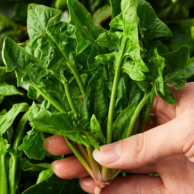 당일수확발송 달큰한 국내산 시금치, 2kg, 1개