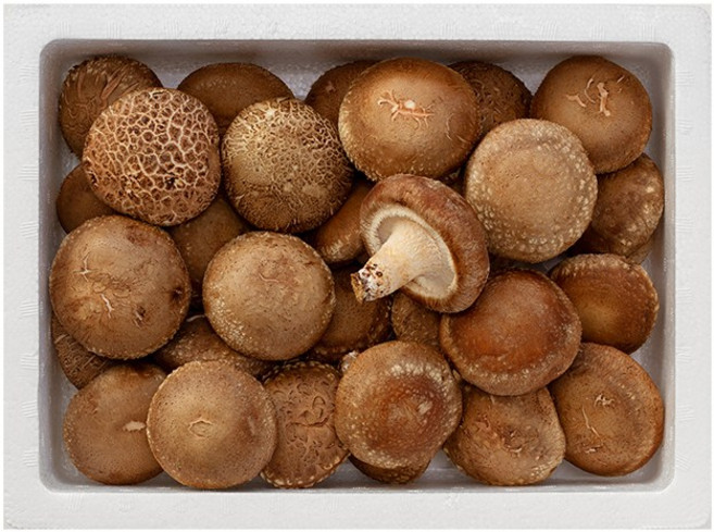 늘바른 국내산 친환경 무농약 표고버섯 1kg, 1개, 단품