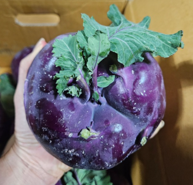국산 제주 최상품 산지직송 콜라비, 1개, 15kg