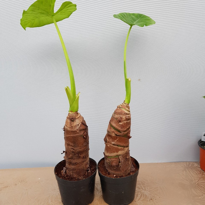 (플라워사랑) 알로카시아 중품 2개묶음 굵은목대 잎사귀 잘라보내요
