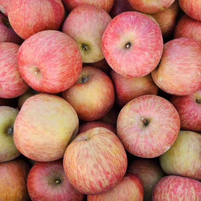 부사 가정용 혼합 쥬스용 과일 경북 사과 1-10kg, 경북 사과 가정용 부사 중소과 1kg, 1