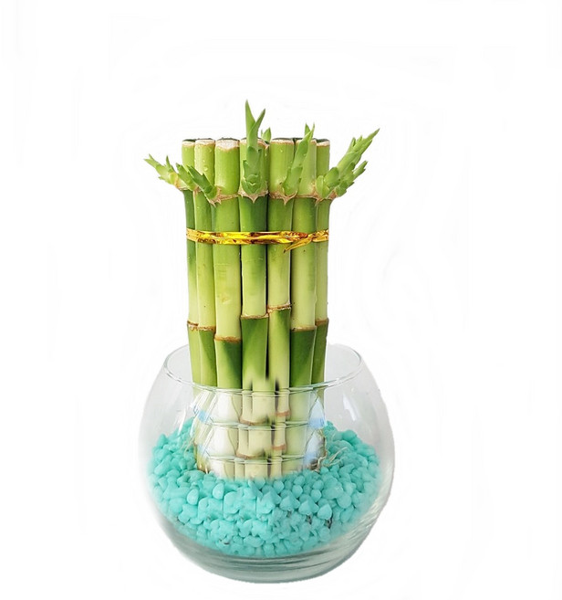 트리앤 1+1 푸딩병 개운죽 / 단지(1개) 아이비식물 테이블야자 천냥금 행운목 산데리아 홍콩야자 수경식물 수경재배, 86. 단지 원통 개운죽(소라) 1개, 1개