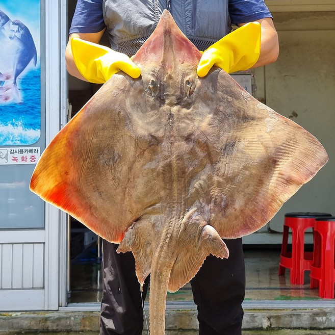 자연산 흑산도 홍어 저온숙성 (약한숙성 중간숙성 강한숙성) / 전남목포, 1개, 자연산 흑산도 홍어 1kg(홍어애포함/약한숙성)