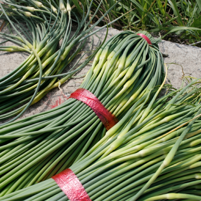 맛통령 남해 마늘쫑, 1박스, 1kg