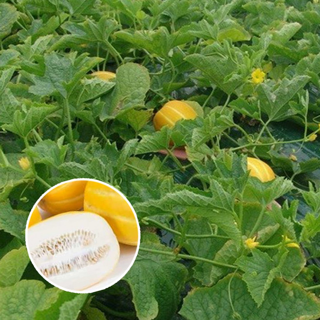 참외 키우기 풀 패키지 재배키트 DIY, 1개