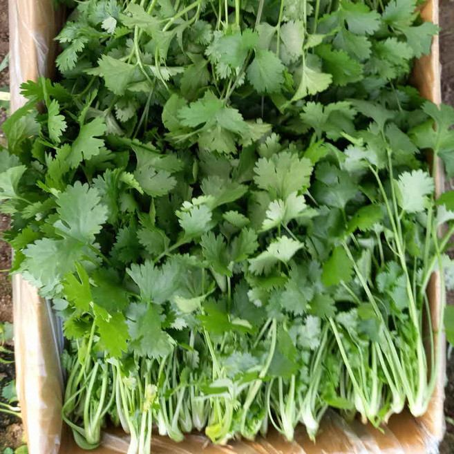 안산팜 뿌리제거 고수 [GAP인증], 1박스, 고수 100g