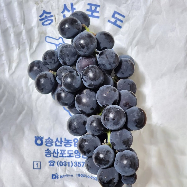 26년 햇 고당도 송산포도 캠벨포도 산지직송, 1개, 캠벨포도 1kg (3-5수 내외)