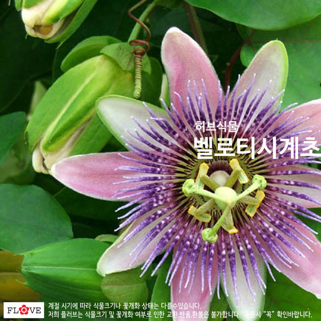 벨로티시계초, 1개