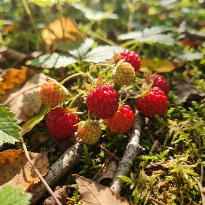 [다정한농수산] 품질선별 산지 직송 청도 생 산딸기, 1개, 750g